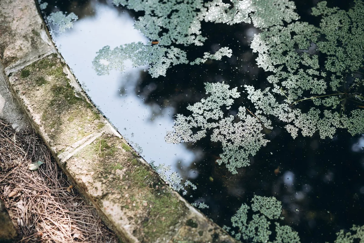 Agua estancada de tono verdoso con algas junto a un borde de hormigón